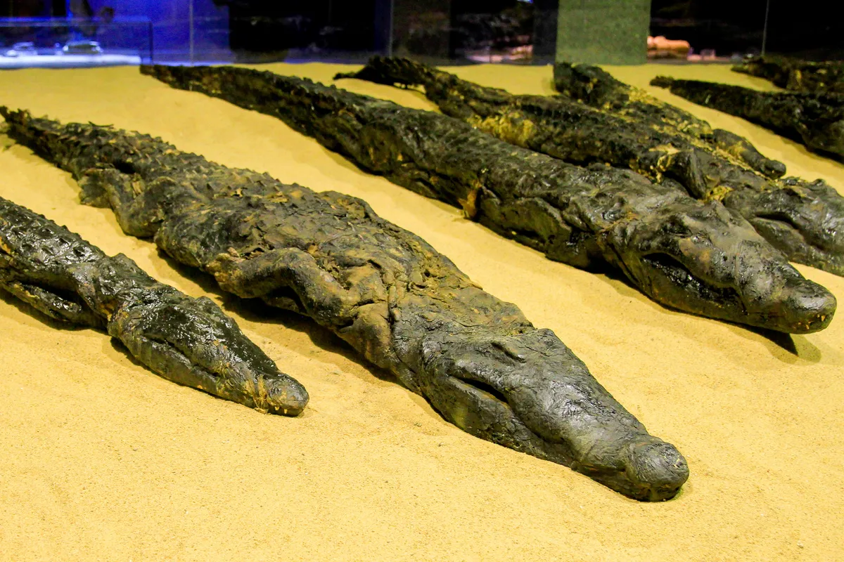 Secrets Of Ancient Egyptian Crocodile Cult Revealed By Mummified Croc