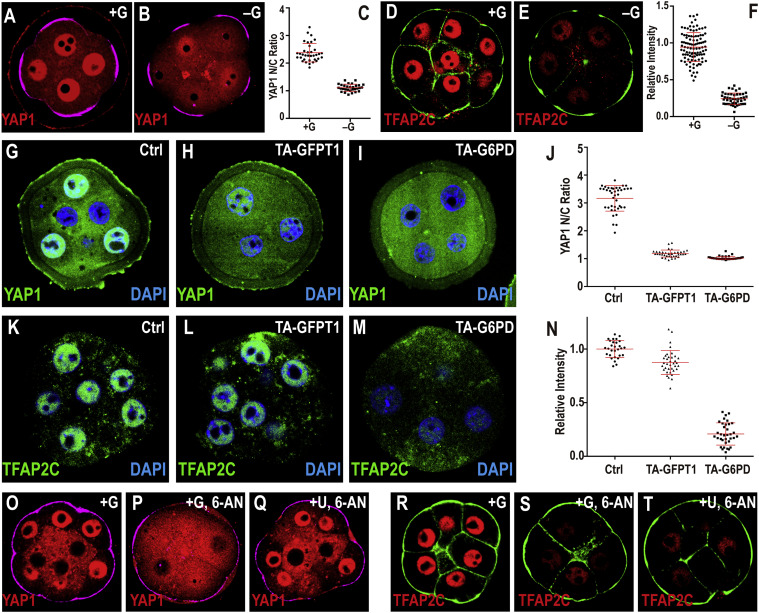 Glucose Metabolism as a Key Driver of Embryonic Development in Mice, Study Finds