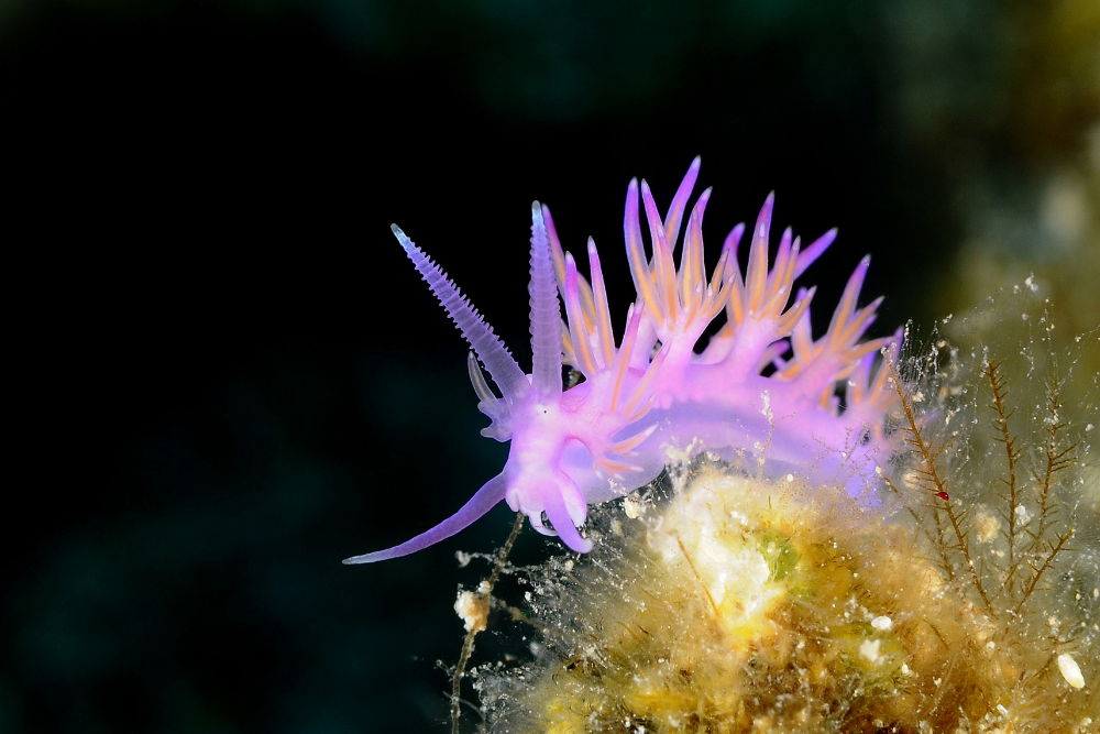 Exploring the Potential of Small Ocean Creatures in the Fight Against Climate Change