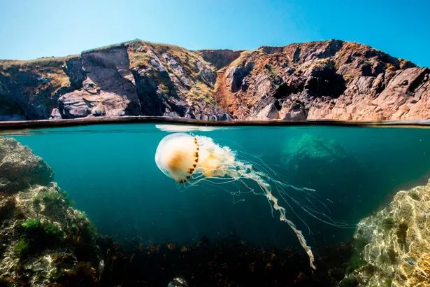 Unveiled Secrets of the Sea: The Enigmatic Invasion of Giant Jellyfish on UK Shores